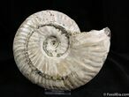 Geode Like Inch Cut Ammonite (Half) #1455-1